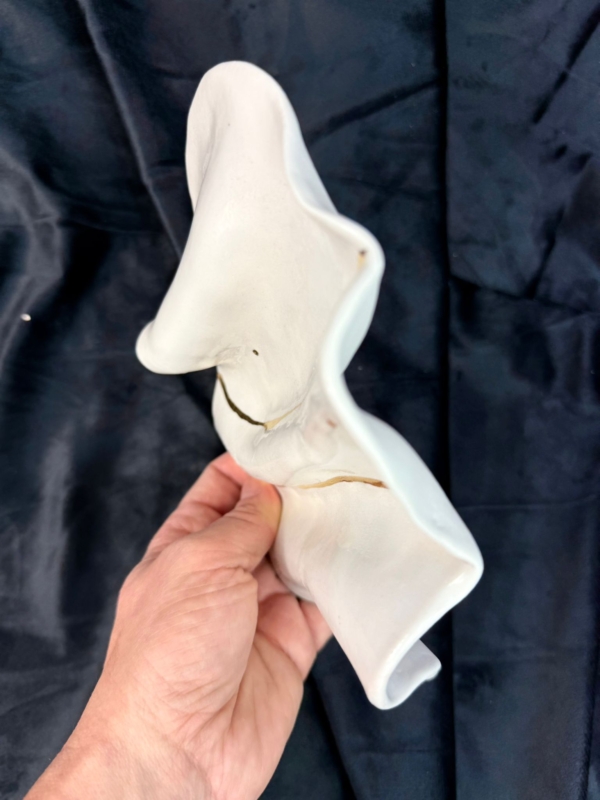 WhatsApp Image 2026-02-03 at 10.59.36 (2)